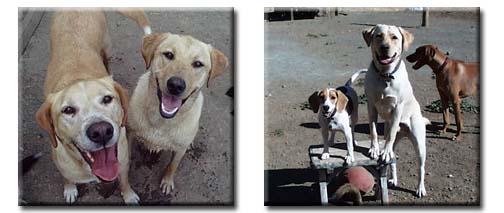 Happy Dogs